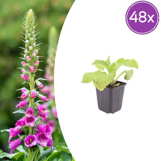 "Roter Fingerhut 48er-Set (Digitalis purpurea) – winterharte Staude, Topf-Ø 9 cm, Höhe ca. 25 cm image"