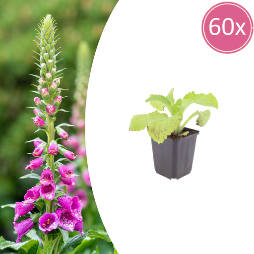 "60x Digitalis purpurea - ↕10-25cm - Ø9cm image"