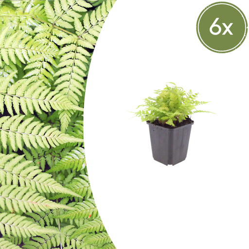 "Wurmfarn 6er-Set (Dryopteris filix-mas) – winterharte Staude, Topf-Ø 9 cm, Höhe ca. 25 cm image"