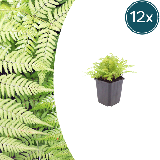 "Männlicher Wurmfarn 12er-Set (Dryopteris filix-mas) – winterharter Schattenfarn, Topf-Ø 9 cm, Höhe ca. 25 cm image"
