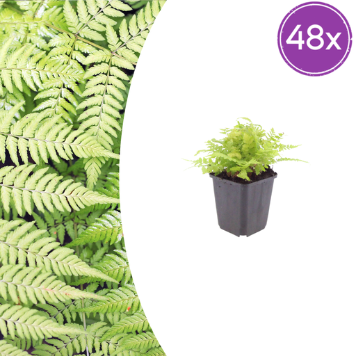 "Wurmfarn 48er-Set (Dryopteris filix-mas) – winterharte Schattenstaude, Topf-Ø 9 cm, Höhe ca. 25 cm image"