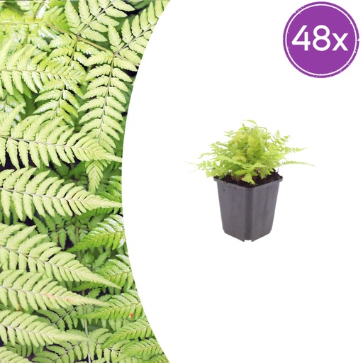 "Wurmfarn 48er-Set (Dryopteris filix-mas) – winterharte Schattenstaude, Topf-Ø 9 cm, Höhe ca. 25 cm image"