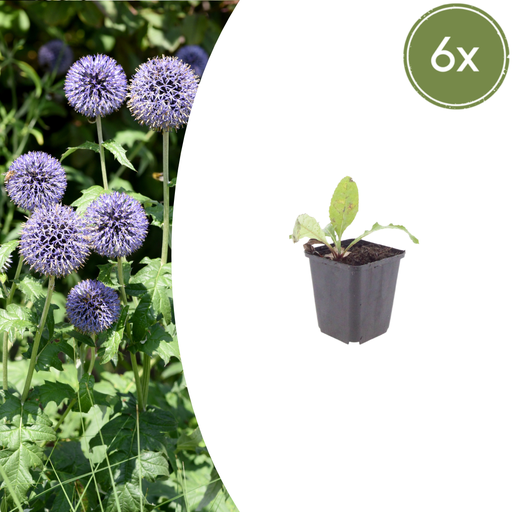"6x Echinops ritro - ↕10-25cm - Ø9cm image"