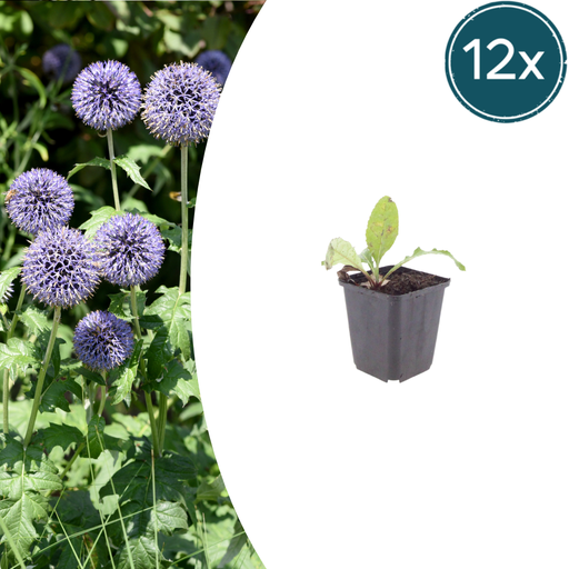 "12x Echinops ritro - ↕10-25cm - Ø9cm image"