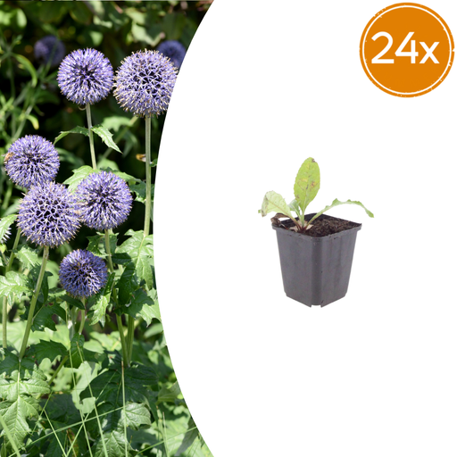 "24x Echinops ritro - ↕10-25cm - Ø9cm image"