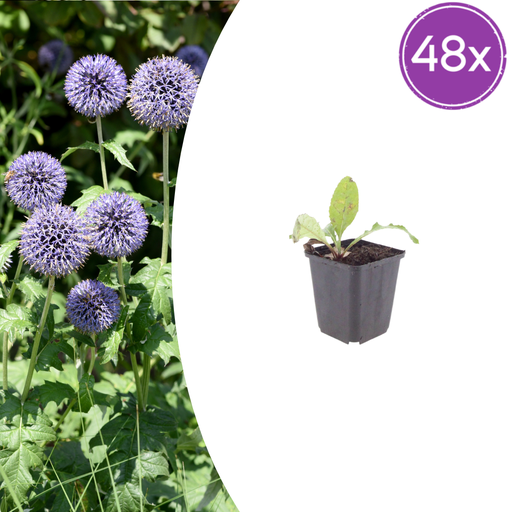 "Ruthenische Kugeldistel 48er-Set (Echinops ritro) – winterharte Staude, Topf-Ø 9 cm, Höhe ca. 25 cm image"