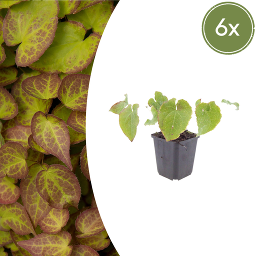 "6x Epimedium perralc. 'Frohnleiten' - ↕10-25cm - Ø9cm image"