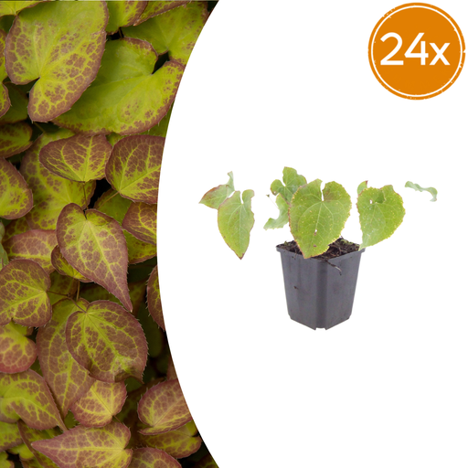 "24x Epimedium perralc. 'Frohnleiten' - ↕10-25cm - Ø9cm image"