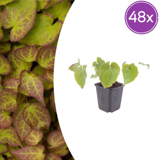"48x Epimedium perralc. 'Frohnleiten' - ↕10-25cm - Ø9cm image"
