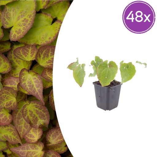 "Elfenblume 'Frohnleiten' 48er-Set (Epimedium perralc) – winterharte Staude, Topf-Ø 9 cm, Höhe ca. 25 cm image"