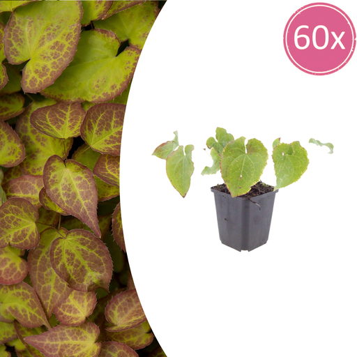 "60x Epimedium perralc. 'Frohnleiten' - ↕10-25cm - Ø9cm image"