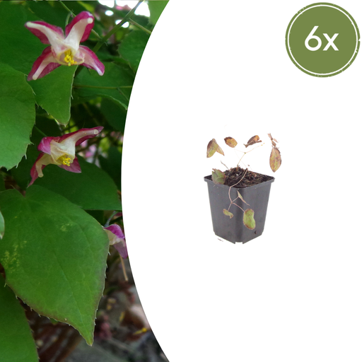 "Rote Elfenblume 6er-Set (Epimedium rubrum) – winterharte Staude, Topf-Ø 9 cm, Höhe ca. 25 cm image"