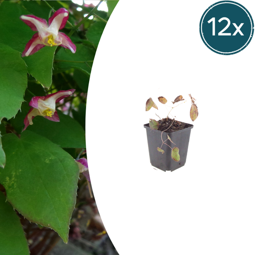 "12x Epimedium rubrum - ↕10-25cm - Ø9cm image"