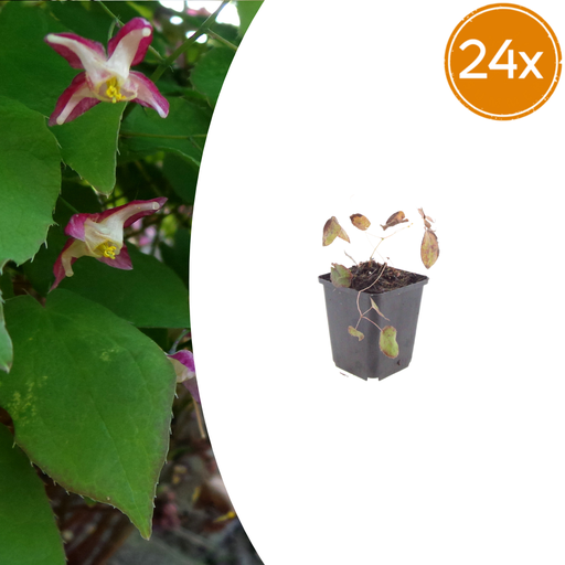"24x Epimedium rubrum - ↕10-25cm - Ø9cm image"