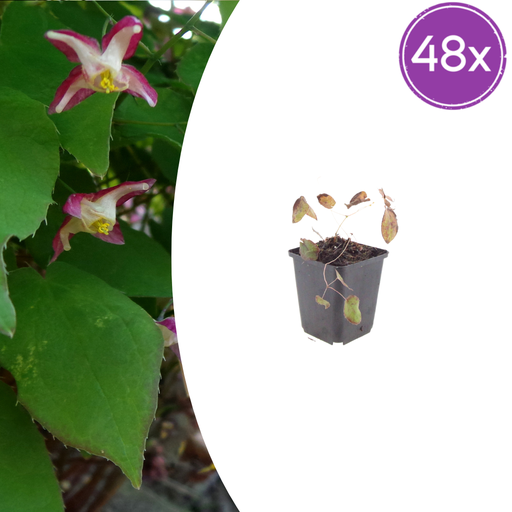 "48x Epimedium rubrum - ↕10-25cm - Ø9cm image"