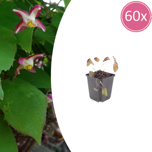 "60x Epimedium rubrum - ↕10-25cm - Ø9cm image"