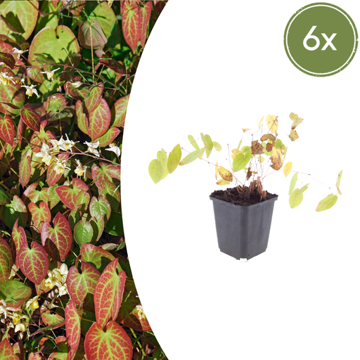"6x Epimedium y. 'Niveum' - ↕10-25cm - Ø9cm image"