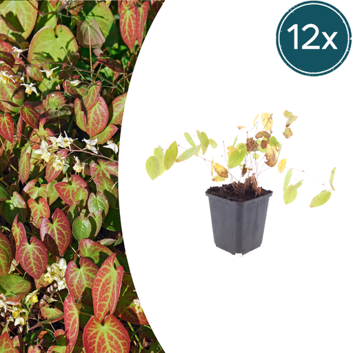 "12x Epimedium y. 'Niveum' - ↕10-25cm - Ø9cm image"