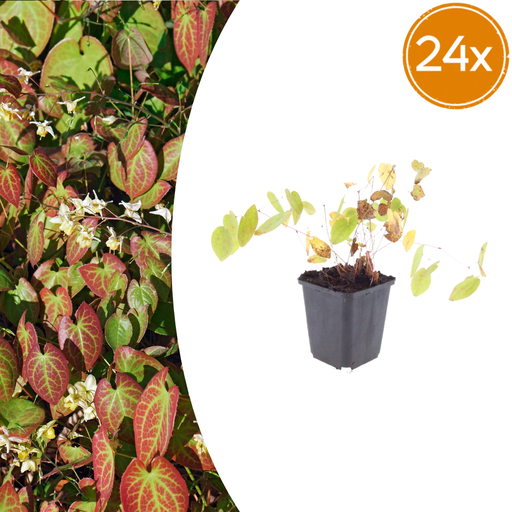 "24x Epimedium y. 'Niveum' - ↕10-25cm - Ø9cm image"