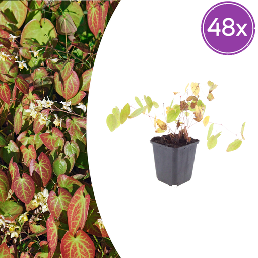 "48x Epimedium y. 'Niveum' - ↕10-25cm - Ø9cm image"