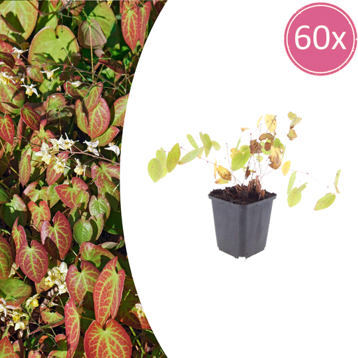 "60x Epimedium y. 'Niveum' - ↕10-25cm - Ø9cm image"