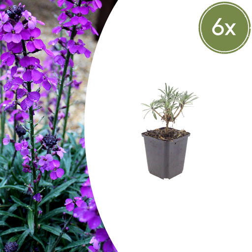 "6x Erysimum 'Bowles' Mauve' - ↕10-25cm - Ø9cm image"
