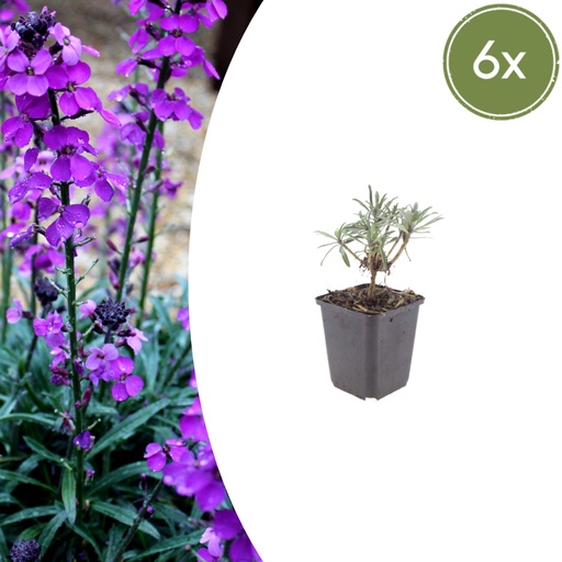 "Goldlack 'Bowles' 6er-Set (Erysimum cheiri) – winterharte Duftpflanze, Topf-Ø 9 cm, Höhe ca. 25 cm image"
