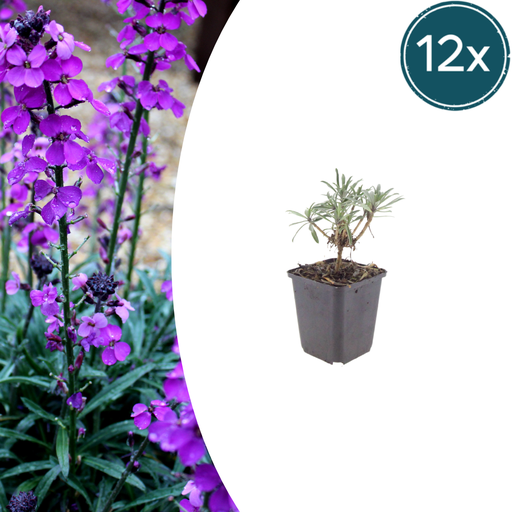 "12x Erysimum 'Bowles' Mauve' - ↕10-25cm - Ø9cm image"