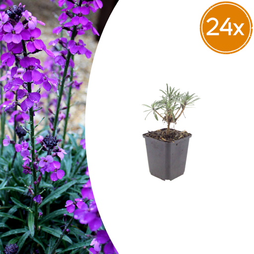 "24x Erysimum 'Bowles' Mauve' - ↕10-25cm - Ø9cm image"