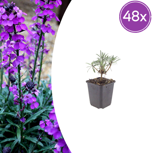 "48x Erysimum 'Bowles' Mauve' - ↕10-25cm - Ø9cm image"