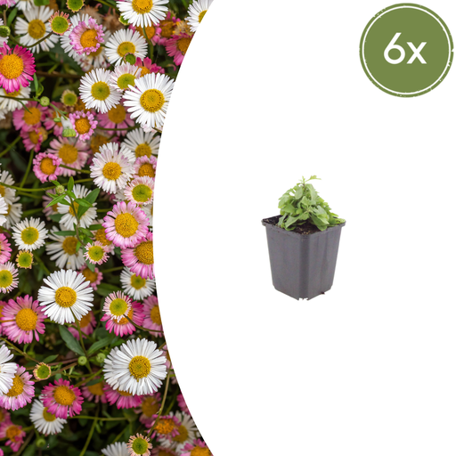 "6x Erigeron karvinskianus - ↕10-25cm - Ø9cm image"