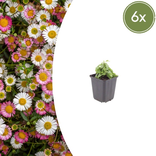 "Karwinskis Feinstrahl 6er-Set (Erigeron karvinskianus) – winterharte Staude, Topf-Ø 9 cm, Höhe ca. 25 cm image"