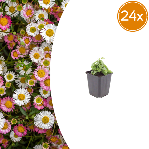 "24x Erigeron karvinskianus - ↕10-25cm - Ø9cm image"