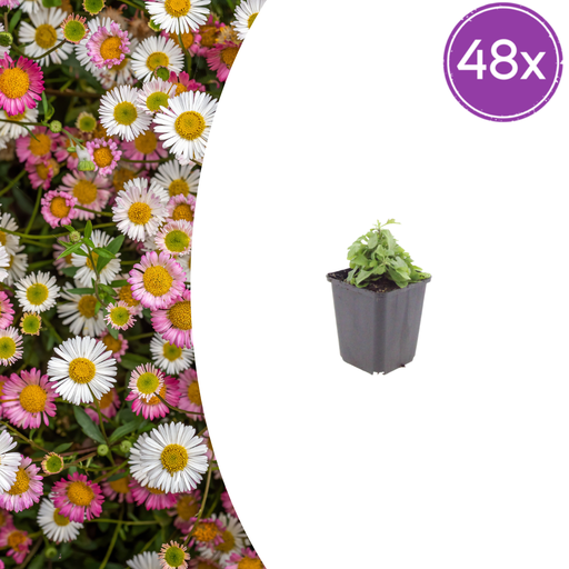 "48x Erigeron karvinskianus - ↕10-25cm - Ø9cm image"