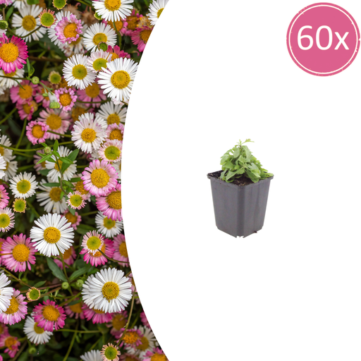 "Karwinskis Feinstrahl 60er-Set (Erigeron karvinskianus) – winterharte Staude, Topf-Ø 9 cm, Höhe ca. 25 cm image"