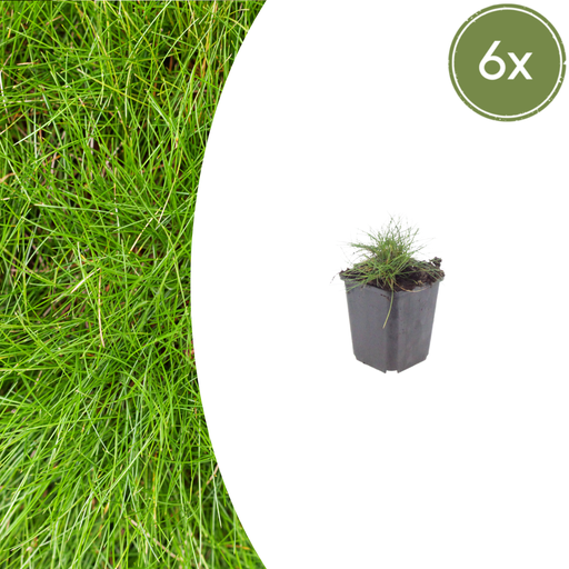"6x Festuca gautieri - ↕10-25cm - Ø9cm image"