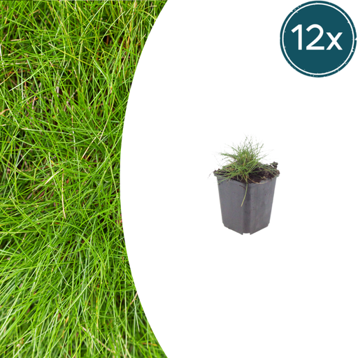 "12x Festuca gautieri - ↕10-25cm - Ø9cm image"