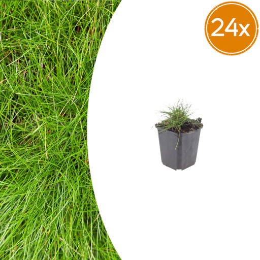 "24x Festuca gautieri - ↕10-25cm - Ø9cm image"