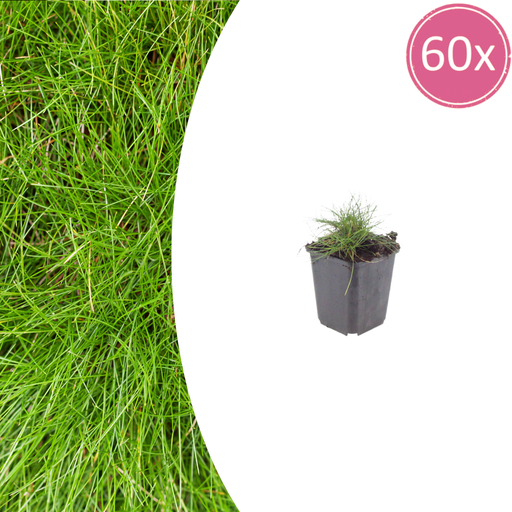 "60x Festuca gautieri - ↕10-25cm - Ø9cm image"