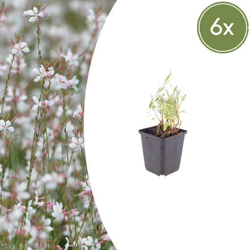 "Prachtkerze 6er-Set (Gaura lindheimeri) – winterharte Staude, Topf-Ø 9 cm, Höhe ca. 25 cm image"