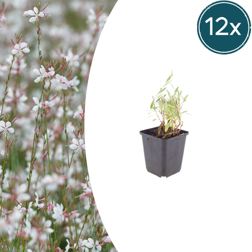 "Prachtkerze 12er-Set (Gaura lindheimeri) – winterharte Staude, Topf-Ø 9 cm, Höhe ca. 25 cm image"