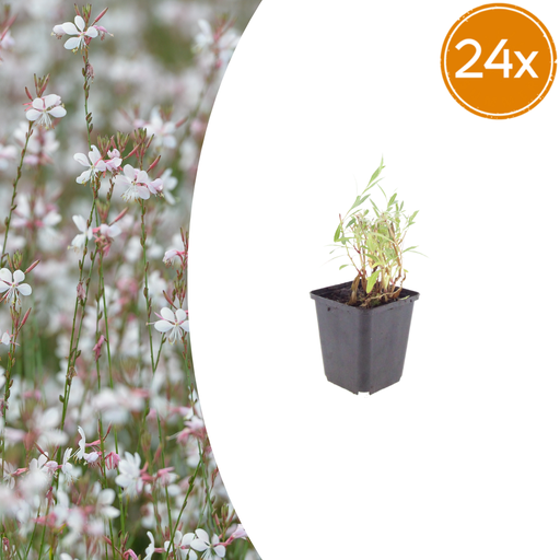 "24x Gaura lindheimeri - ↕10-25cm - Ø9cm image"