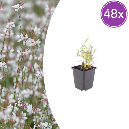 "48x Gaura lindheimeri - ↕10-25cm - Ø9cm image"