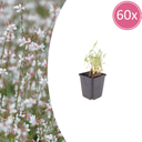 60x Gaura lindheimeri - ↕10-25cm - Ø9cm