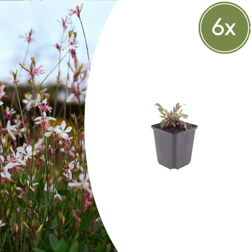 "6x Gaura l. 'Siskiyou Pink' - ↕10-25cm - Ø9cm image"