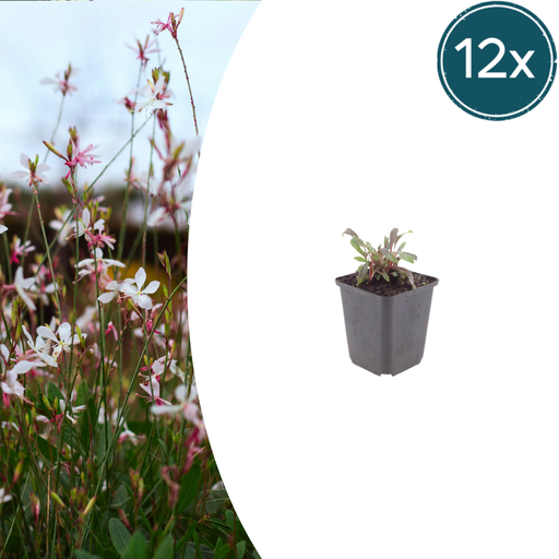 "12x Gaura l. 'Siskiyou Rosa' - ↕10-25cm - Ø9cm image"