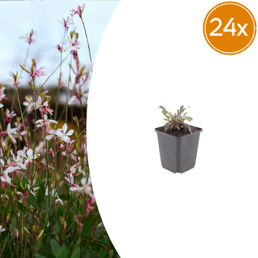 "24x Gaura l. 'Siskiyou Pink' - ↕10-25cm - Ø9cm image"