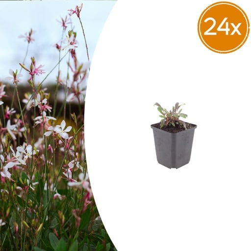 "Prachtkerze 'Siskiyou Pink' 24er-Set (Gaura lindheimeri) – winterharte Staude, Topf-Ø 9 cm, Höhe ca. 10–25 cm image"