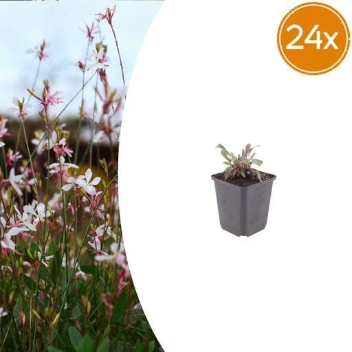 "Prachtkerze 'Siskiyou Pink' 24er-Set (Gaura lindheimeri) – winterharte Staude, Topf-Ø 9 cm, Höhe ca. 10–25 cm image"