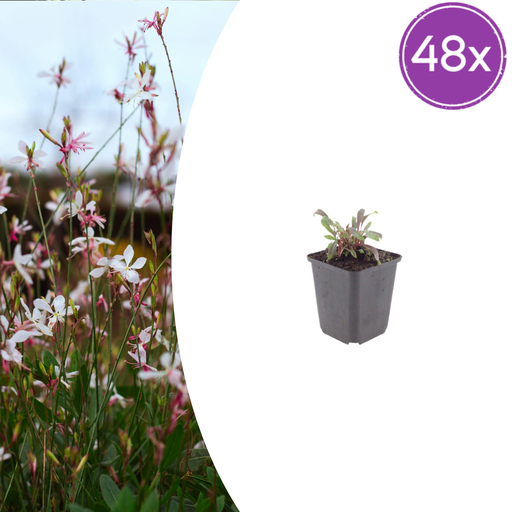 "Prachtkerze 'Siskiyou Rosa' 48er-Set (Gaura lindheimeri) – winterharte Staude, Topf-Ø 9 cm, Höhe ca. 25 cm image"